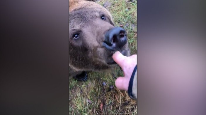 Rusya'da evcil ayısının ağzına elini sokan adam