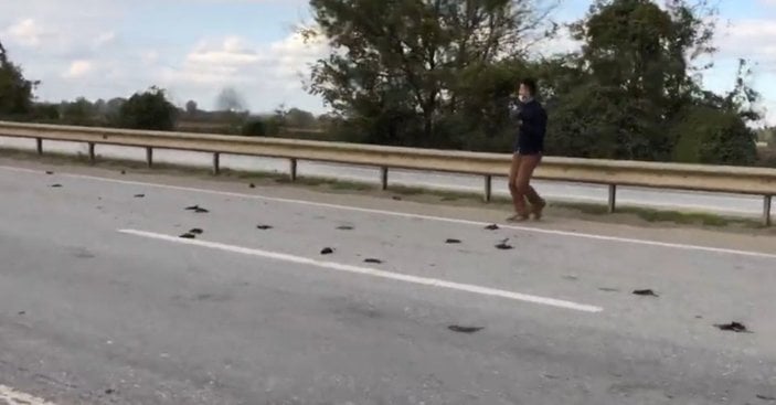 Sakarya'da D100 karayolundaki ölü sığırcık kuşları, görenleri şaşkına uğrattı