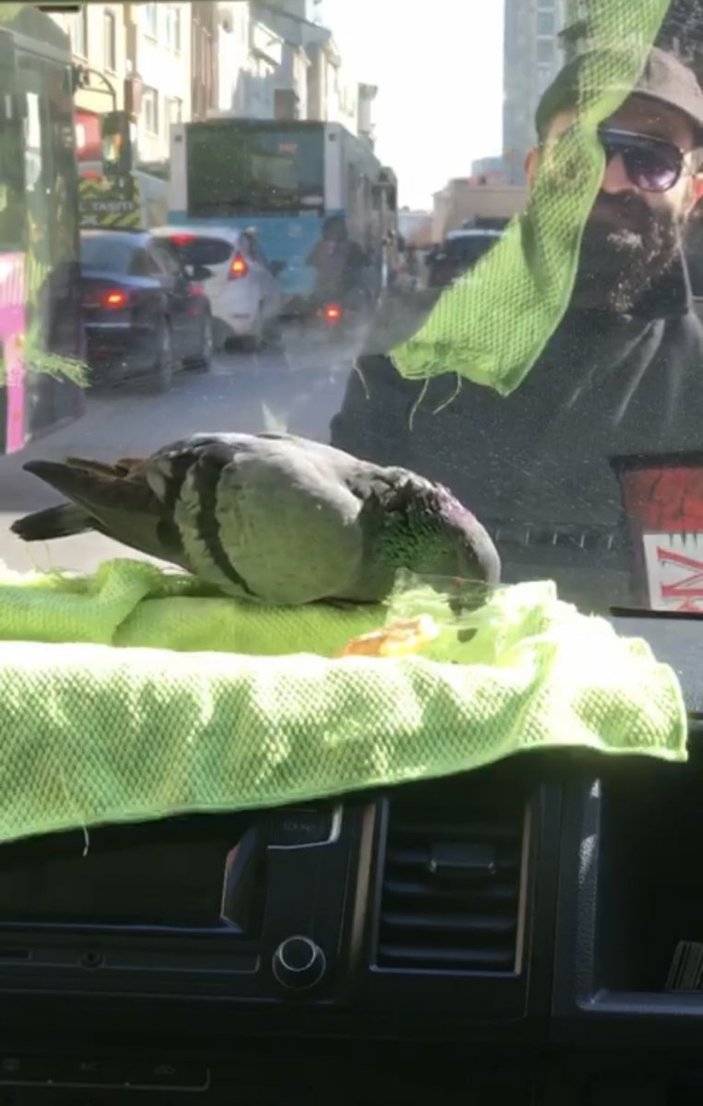 Ataşehir'de yerde yatan yaralı güvercini böyle kurtardı