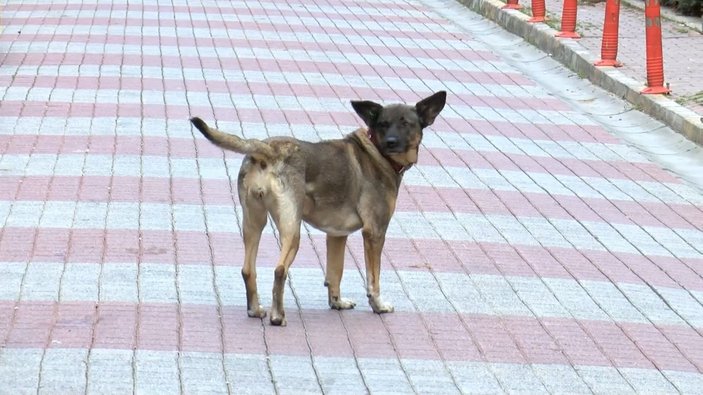 İstanbul’da köpekten kaçan çocuk, 6 metre yükseklikten düştü