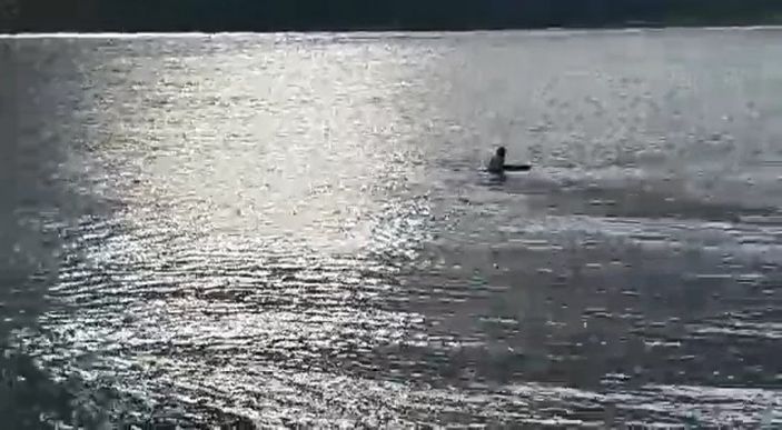 i Kocaeli'de bir veteriner, köpeği boğulmaktan kurtardı