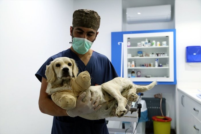 Samsun'da bacakları kesilmiş halde bulunan köpekten iyi haber