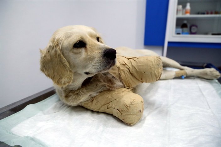 Samsun'da bacakları kesilmiş halde bulunan köpekten iyi haber