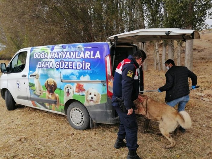 Yozgat'ta, bahisle köpek dövüştüren 8 kişi gözaltına alındı