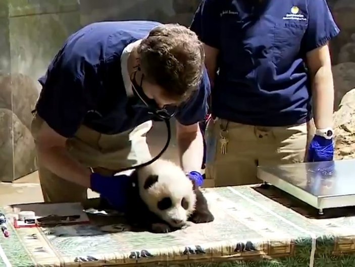 ABD’de sağlık kontrolünden geçen panda