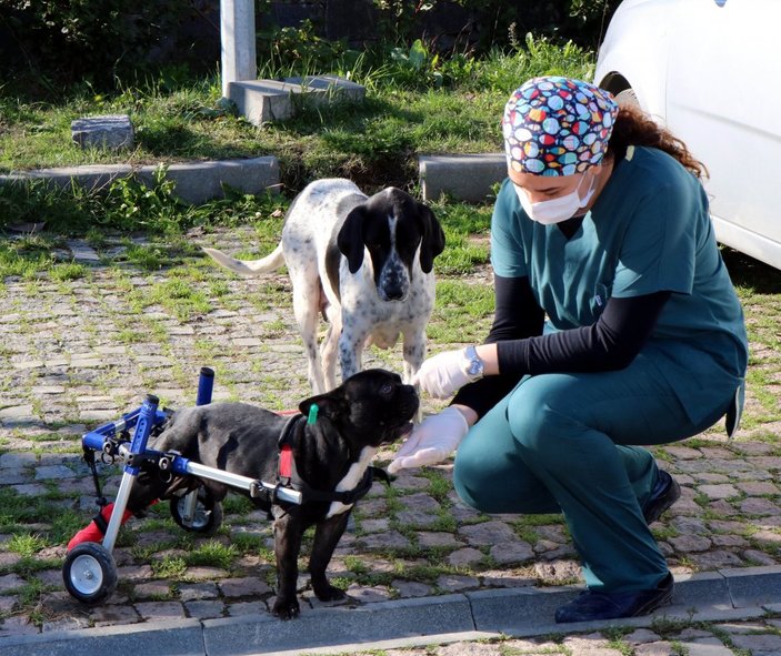 Samsun'da bacakları felçli köpek, yürüteçle hayata tutundu