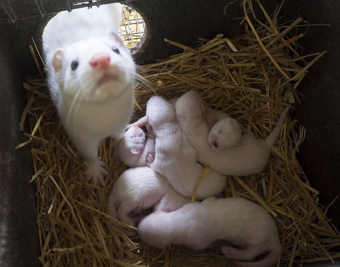 Polonya’daki vizon çiftliğinde koronavirüs