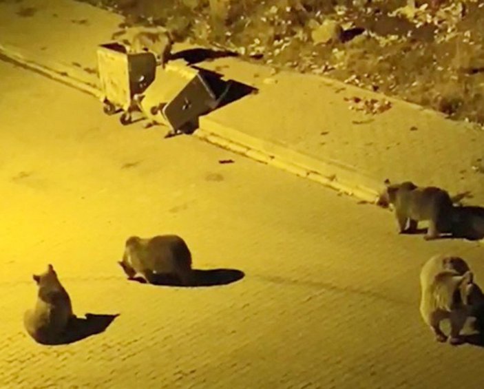 Sarıkamış’ta ayılar kimseye zarar vermeden sokaklarda dolaşıyor