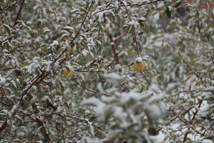 Bitlis ilk kar yağışı ile beyaza büründü