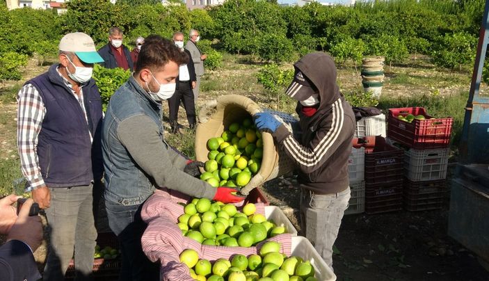 Limon hasadı dualarla yapıldı