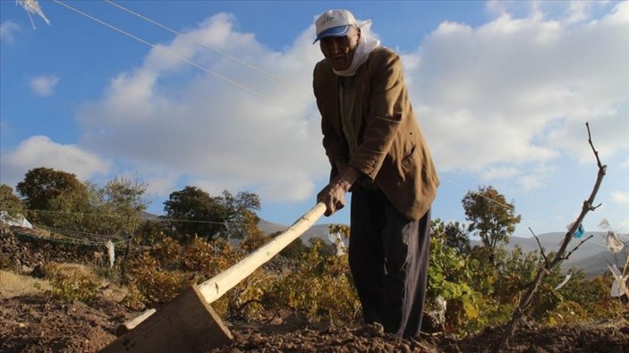 Konyalı Aşır dede, ileri yaşına rağmen tarlasını ekip biçiyor