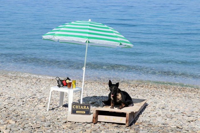 Narkotik köpeği Çayra emekli oldu