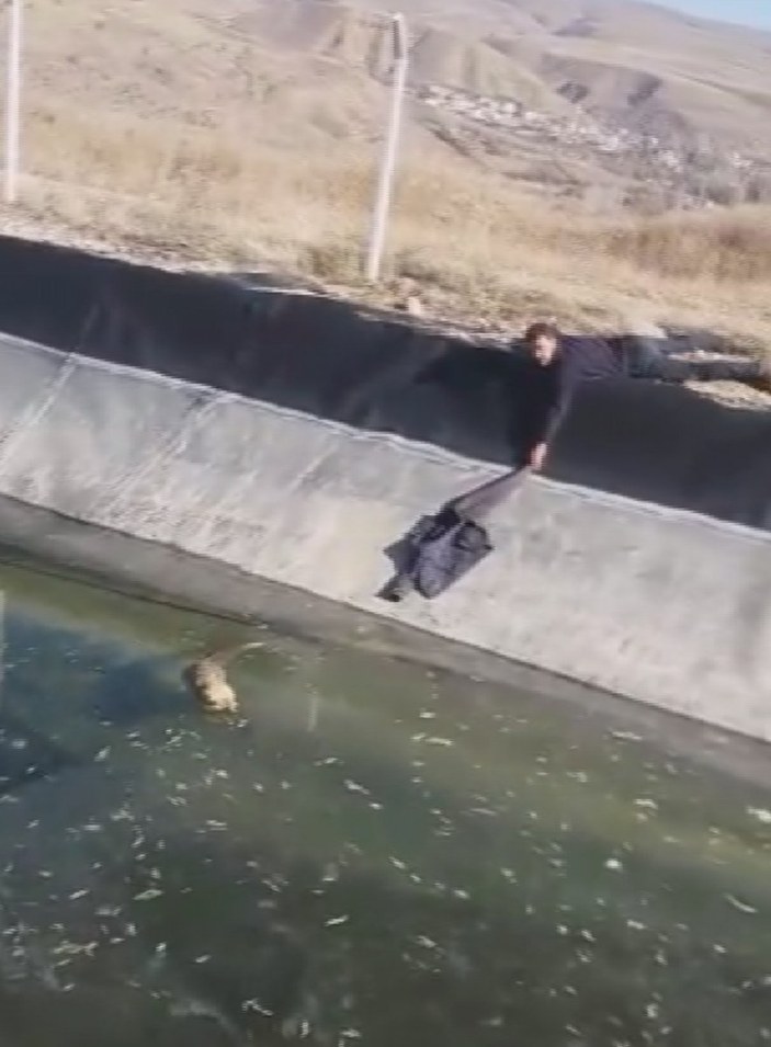 Sivas'ta buzla kaplı su kanalında mahsur kalan tilki kurtarıldı