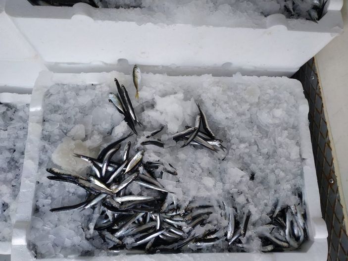 i Rize'de 10 ton hamsiye el konuldu