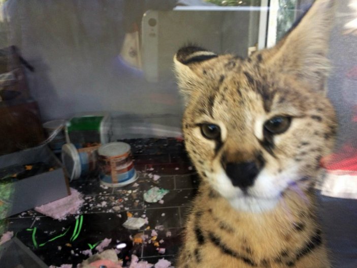 Sakarya’da fiyatı 150 bin liraya kadar çıkan vahşi kedi ele geçirildi