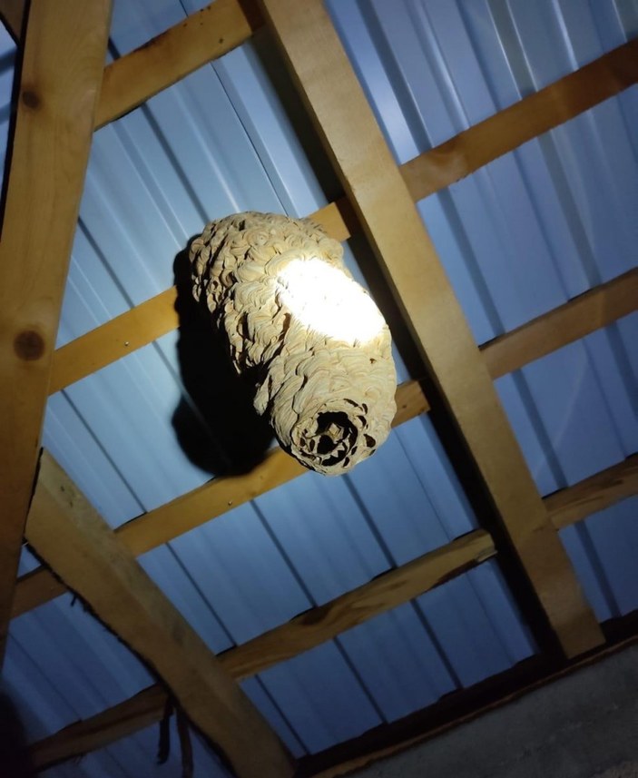 Rize'de evinin çatısında dev yaban arısı yuvası buldu