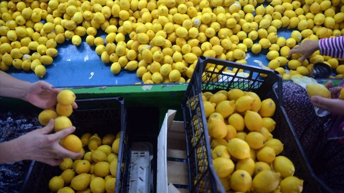 Kasım ayında domatesin fiyatı arttı, limonunki ucuzladı