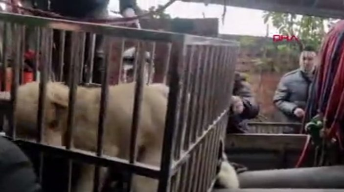 Çin’de öldürülerek sosis yapılması planlanan 40 köpek bulundu