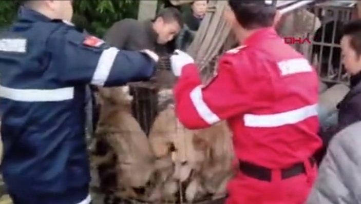 Çin’de öldürülerek sosis yapılması planlanan 40 köpek bulundu
