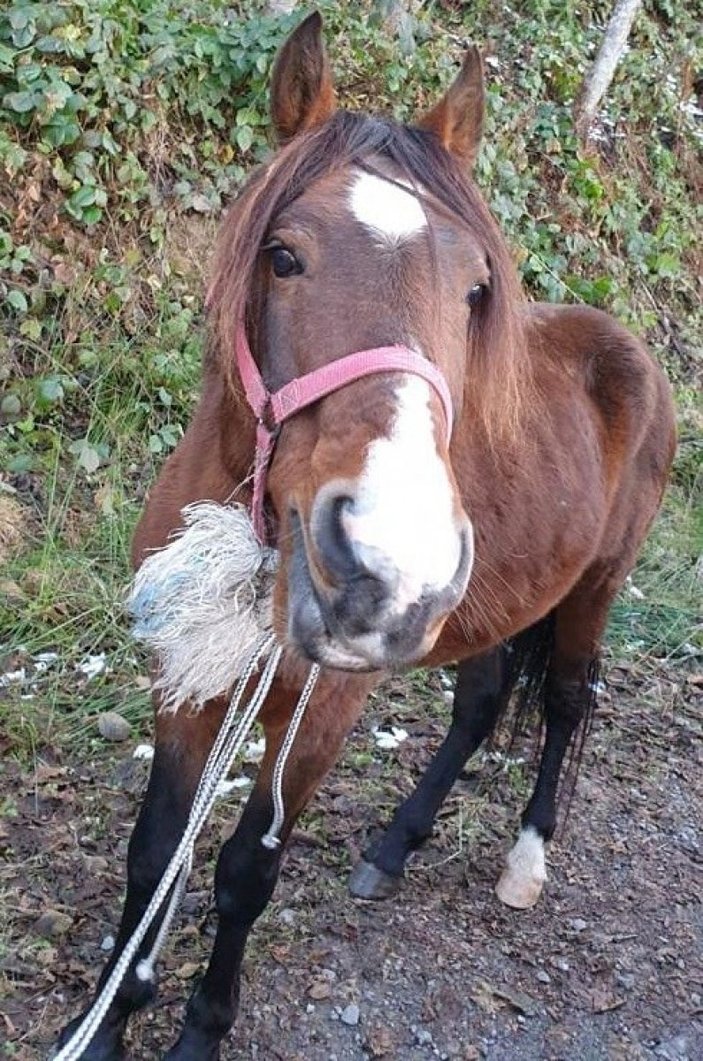 Trabzon'da yaylada ölüme terk edilen at, günler sonra kurtarıldı