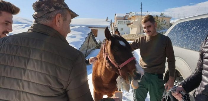 Trabzon'da yaylada ölüme terk edilen at, günler sonra kurtarıldı