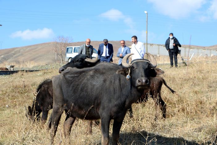 aa hayvancılık desteklenecek