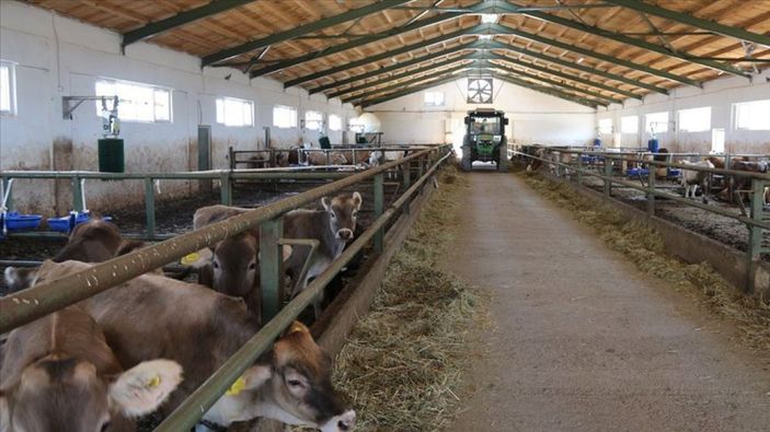 aa hayvancılık desteklenecek