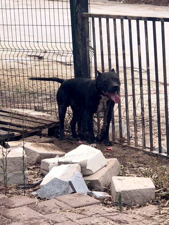 Adana’da tehlikeli köpekleri besleyen 9 kişiye toplam 86 bin 67 TL ceza