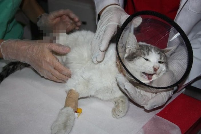 Diyarbakır'da patileri kesilen kedi kurtarılamadı