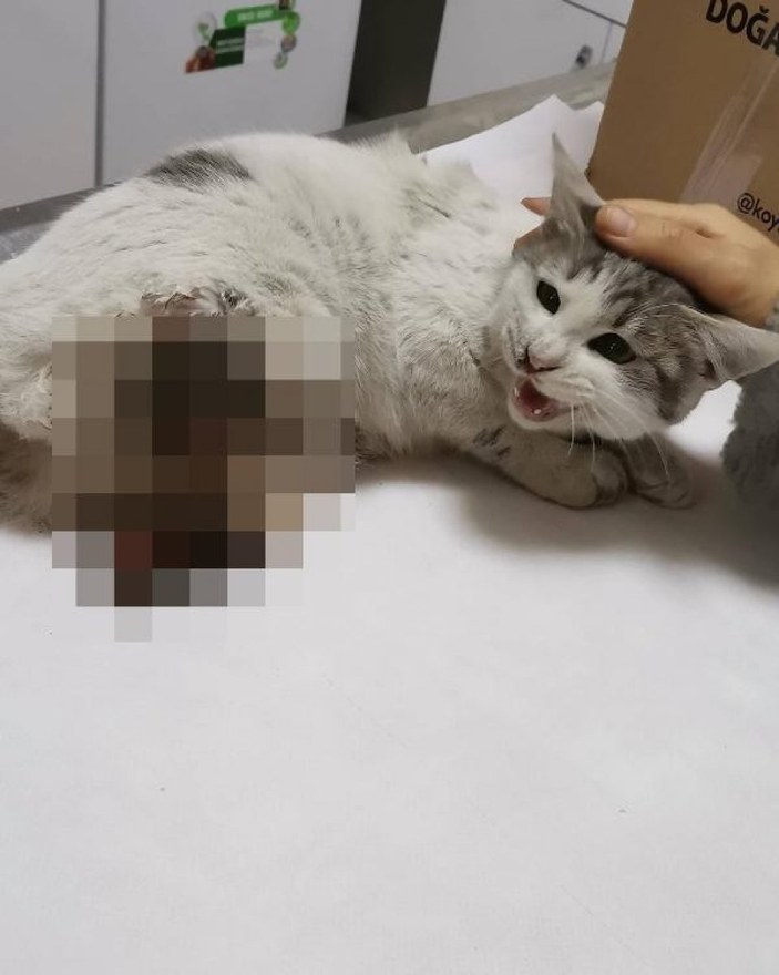 Diyarbakır'da patileri kesilen kedi kurtarılamadı