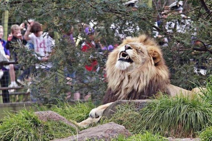 İspanya'daki hayvanat bahçesinde 4 aslan koronavirüse yakalandı