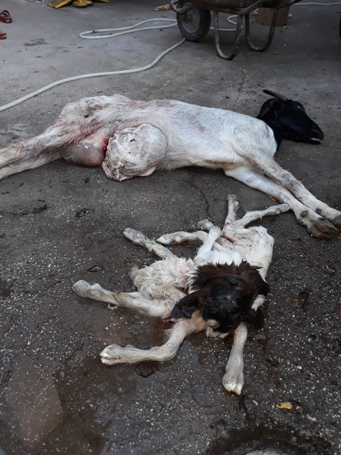 Adana’da bir keçi 8 bacaklı, çift boyunlu oğlak doğurdu
