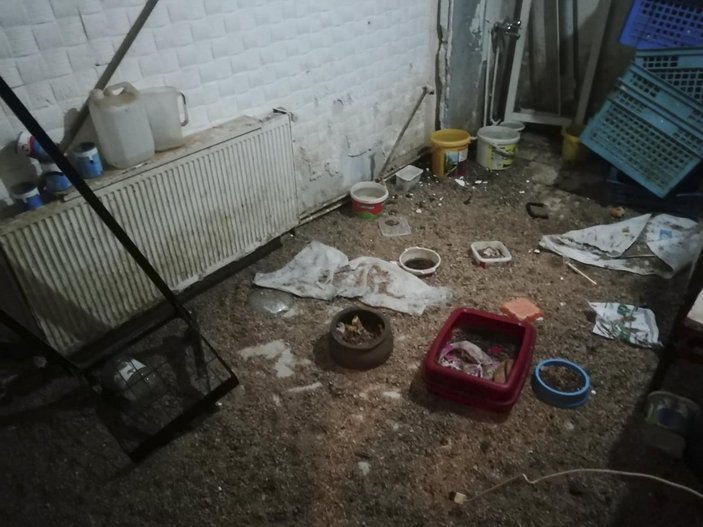Ankara'da petshopa baskın: 19 hayvan barınağa teslim edildi