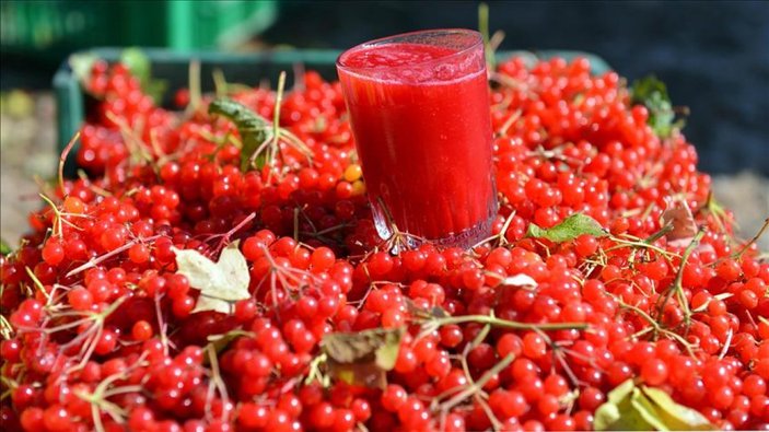 Gilaburu nedir, faydaları nelerdir? Böbrek taşının düşmanı Gilaburu nasıl tüketilir?