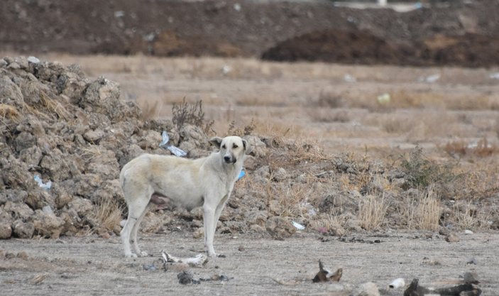 Konya'da ateşe verilen kulübedeki 9 yavru köpek öldü