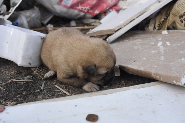Konya'da ateşe verilen kulübedeki 9 yavru köpek öldü