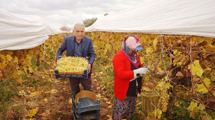 Manisa’da kış mevsiminde üzüm hasadı yapılıyor