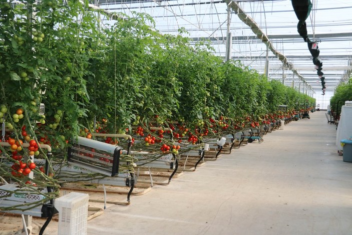 Jeotermal seralarda yetişen domatesler ihraç ediliyor