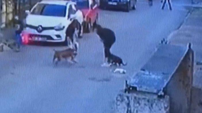 Ataşehir’de pitbull dehşeti: Kediyi parçalayarak öldürdüler