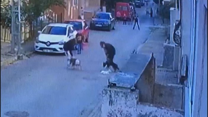 Ataşehir’de pitbull dehşeti: Kediyi parçalayarak öldürdüler