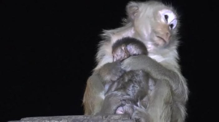 Tayland’da maymunlar havai fişek gösterisinden korktu