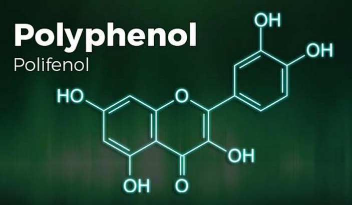 Polifenol nedir