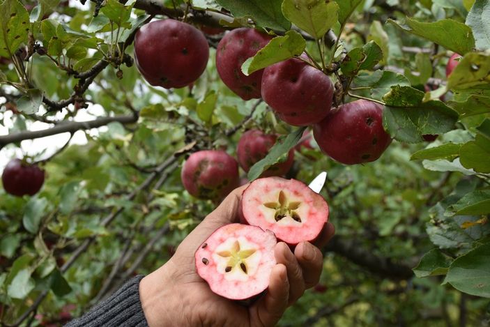 İçi dışı kırmızı elmada taleplere yetişilemiyor