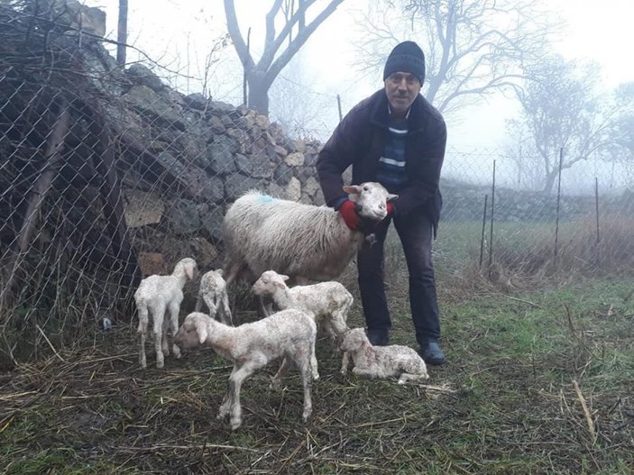 Çanakkale'de koyun, tek batında 5 kuzu doğurdu