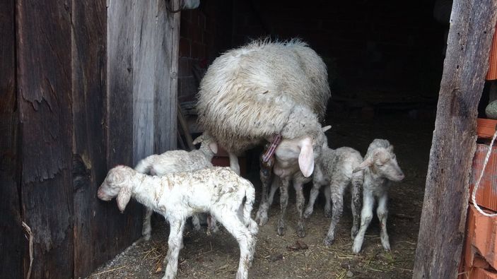 Çanakkale'de koyun, tek batında 5 kuzu doğurdu