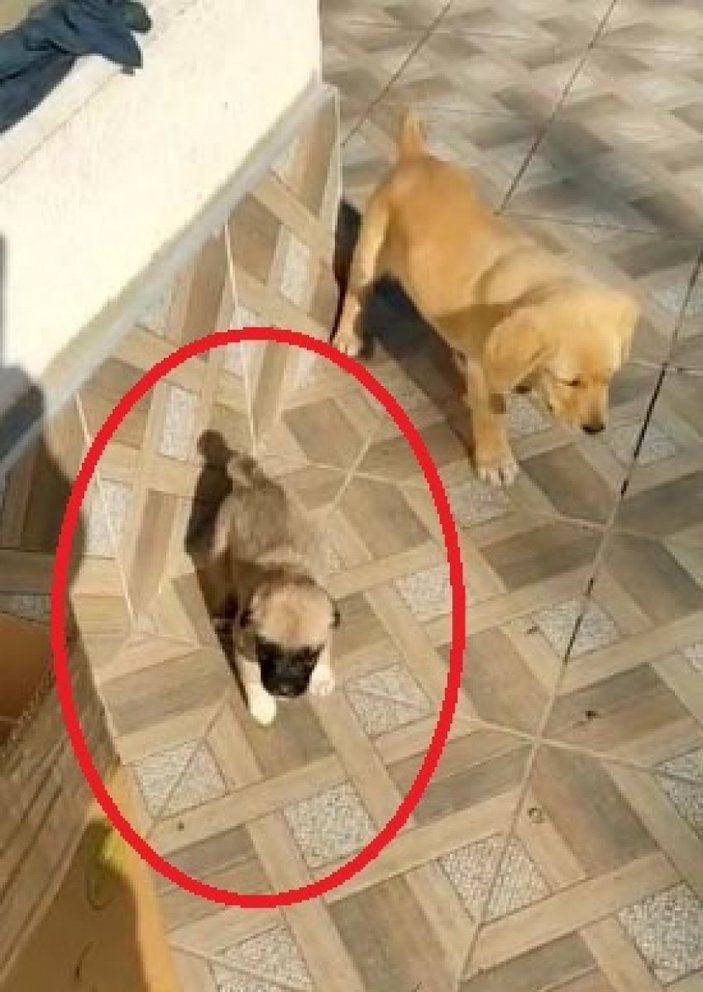 Kayseri'de yavru köpek ölü bulundu