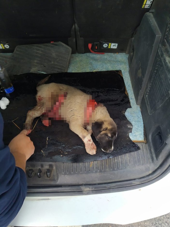 Mardin'de yaralanan yavru köpek kurtarılamadı
