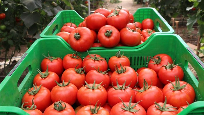 Rusya, Türkiye'ye uyguladığı domates kotasını artırmaya karar verdi
