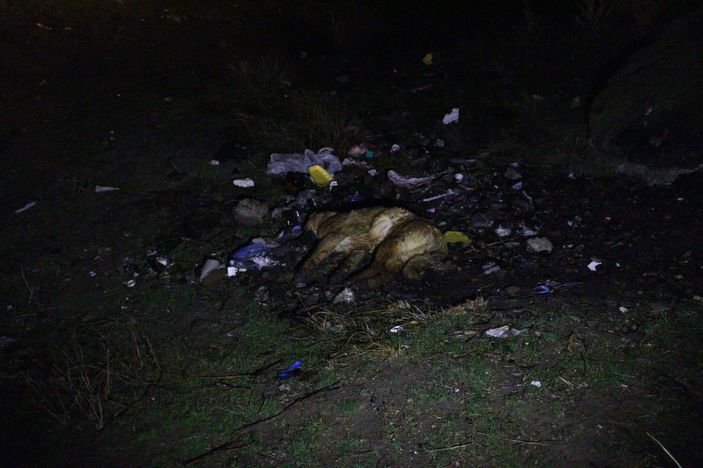Ankara'da 6 köpek zehirlenmiş halde bulundu
