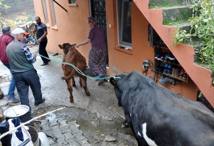 Antalya'da cinsel saldırıya uğrayan buzağı ve annesine Haluk Levent sahip çıktı